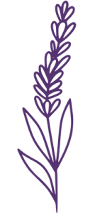 dessin lavande 1 violet