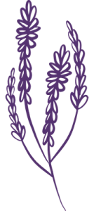 dessin lavande 2 violet