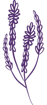 dessin lavande 2 violet